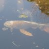 Tokyo_Imperator_Park_11