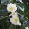 Tokyo_Imperator_Park_9